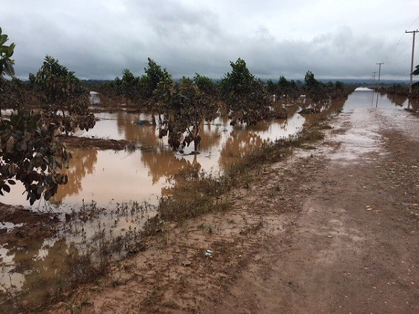 1.500ha trái cây của Hoàng Anh Gia Lai tại Lào bị ngập lụt - Ảnh 8.