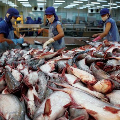 40 năm thăng trầm của cá tra, basa Việt