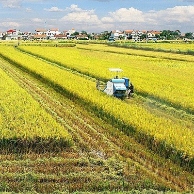 Bốn điểm sáng của ngành nông nghiệp