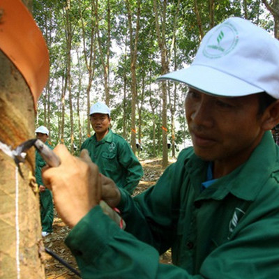 Góc nhìn từ mô hình góp đất trồng cao su tại Tây Bắc