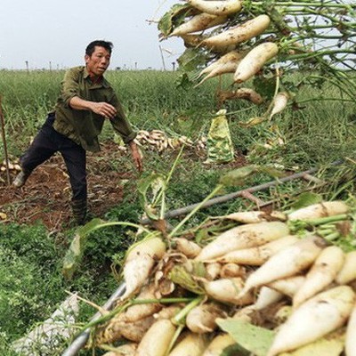 "Hiện tượng nông dân nhổ bỏ su hào, củ cải chỉ là số ít"