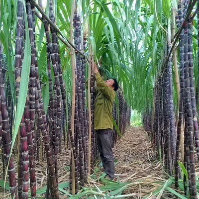 Kêu khó chồng khó, Mía đường Sơn La đặt kế hoạch lợi nhuận giảm mạnh