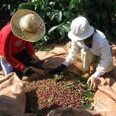 Kim ngạch cà phê tăng không tương ứng với lượng