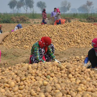 PepsiCo kiện 4 nông dân Ấn Độ vì trồng giống khoai tây "độc quyền"