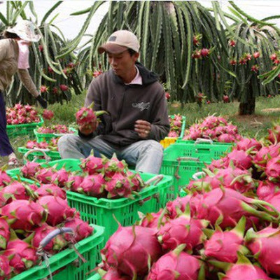 Rau quả xuất khẩu tăng kỷ lục