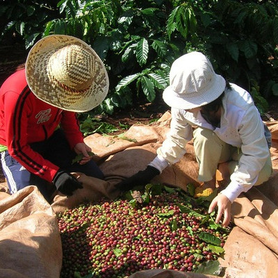 Thị trường cà phê liên tục chao đảo