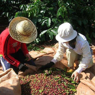 Thị trường cà phê tiếp tục ảm đạm, giá rớt mạnh