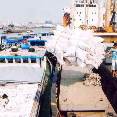 Trồng lúa thơm xuất khẩu: Cần quy hoạch đồng bộ