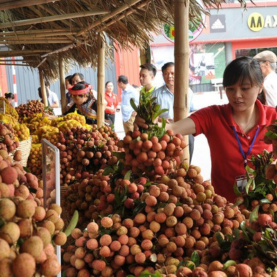 Vải, nhãn được mùa, lại lo khâu tiêu thụ