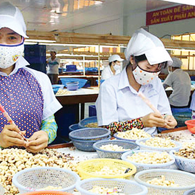 Vì sao xuất khẩu nhân điều liên tục sụt giảm?