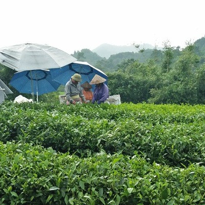 Vốn cho vay giải quyết việc làm: Cung chưa đủ cầu