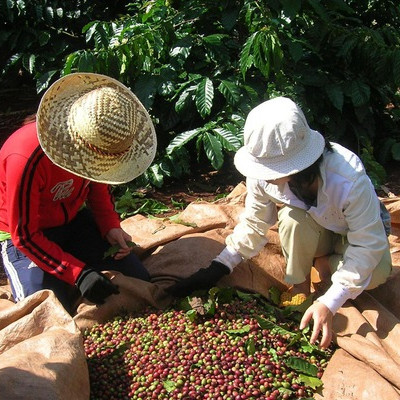 Xuất khẩu cà phê chế biến tăng nhanh