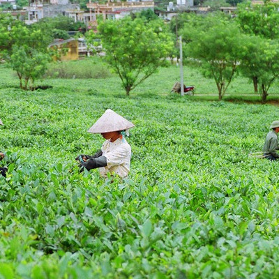 Xuất khẩu chè giảm cả về lượng và kim ngạch