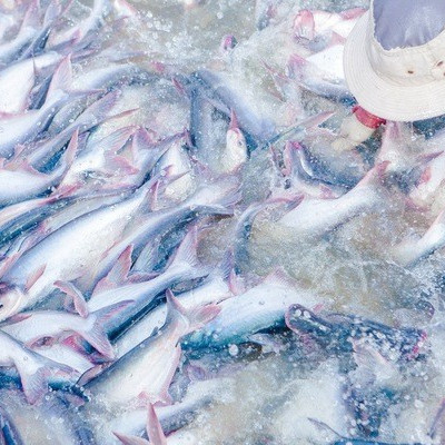 Xuất khẩu thủy sản suy giảm