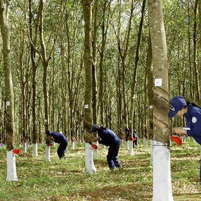 Yêu cầu Tập đoàn Cao su lập đề án tái cơ cấu toàn diện