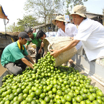 3.000 đồng một kg chanh