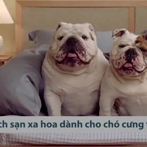 5 khách sạn xa hoa nhất cho chó tại Mỹ
