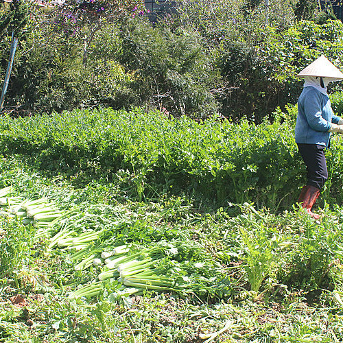 500 đồng một kg rau Đà Lạt