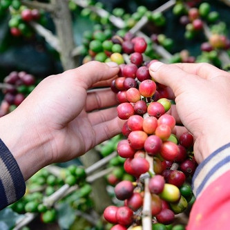 Arabica - đánh thức thương hiệu cà phê đặc sản Việt Nam