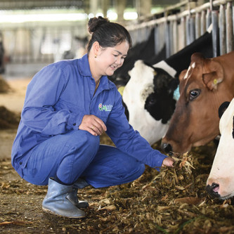 Bí quyết để Mộc Châu Milk trở thành 'chuyên gia bò sữa'