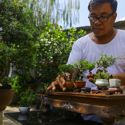 Bonsai tí hon giá chục triệu đồng ở Sài Gòn