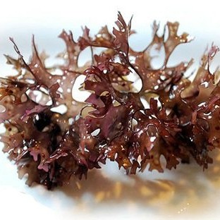 Các loại Fucoidan chiết xuất từ rong biển nâu