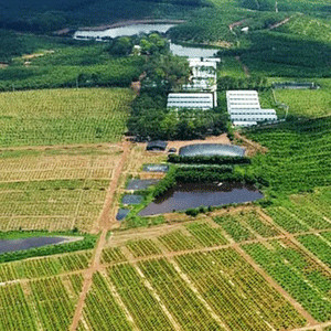 Chào bán homestay trang trại kèm 'bao' lãi