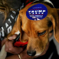 Chó ở Mỹ vạ lây vì cuộc chiến thương mại của ông Trump