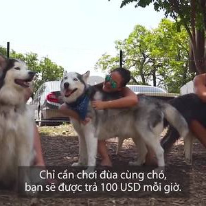 Chơi với chó kiếm 100 USD mỗi giờ