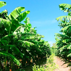 Cổ đông đề xuất Bầu Đức bán phụ phẩm từ chuối để tăng doanh thu