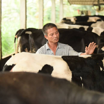 Công nghệ cao trong chăn nuôi bò, thu hoạch sữa của Cô Gái Hà Lan