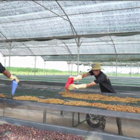 Công ty Vĩnh Hiệp phát triển cà phê hữu cơ