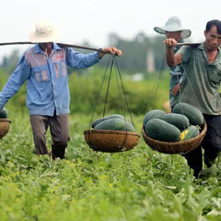 Dưa hấu, thanh long rớt giá một nửa