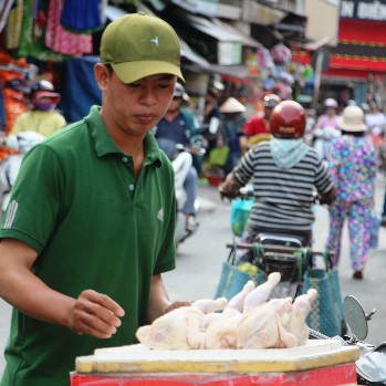 Gà mái đẻ thải loại bán vỉa hè 70.000 đồng một con