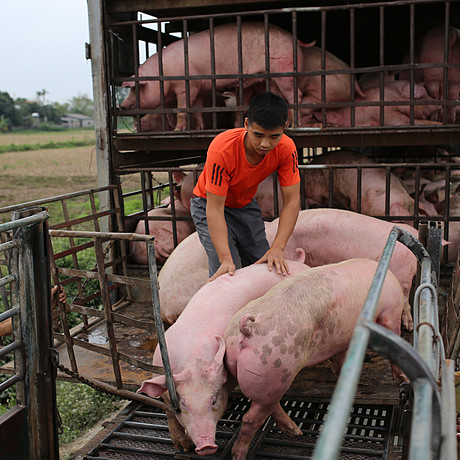 Giá heo hơi 'lao dốc'