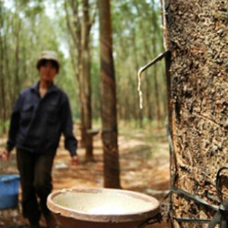 Giá mủ cao su trên đà tăng