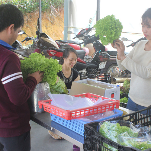 Giá rau Đà Lạt lên cao vì dịch nCoV