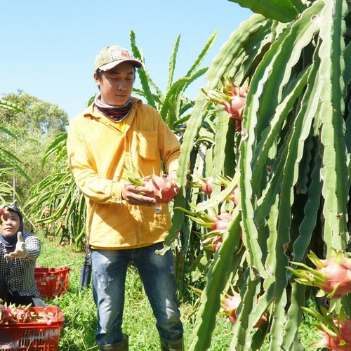 Giá thanh long bất ngờ nhảy vọt