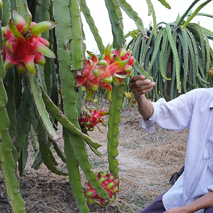 Giá thanh long rớt thảm vì virus corona