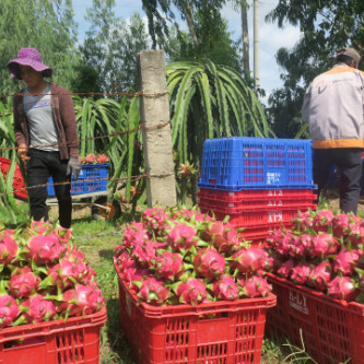 Giá thanh long tăng đột biến