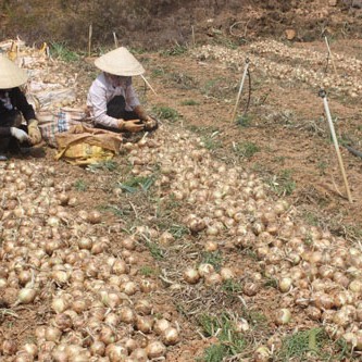 Hành tây, khoai tây Đà Lạt rớt giá mạnh