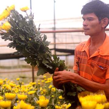 Hoa cúc Đà Lạt tăng giá trong tháng Ngâu