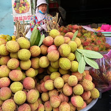 Hơn trăm nghìn một kg vải đầu mùa đi máy bay