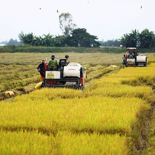 Lo nông dân lỗ nếu ngưng xuất khẩu gạo