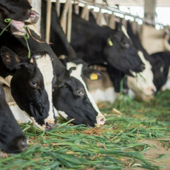 'Người nông dân làm nên thành công của Mộc Châu Milk'