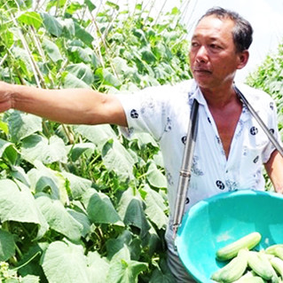 Nông dân Cà Mau 'đưa màu' xuống ruộng thu lãi cao