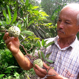 Nông dân Cà Mau trồng mãng cầu cạnh biển