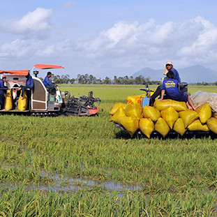 Nông dân miền Tây chán trồng lúa