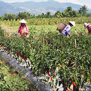 Nông dân Ninh Thuận lãi cao nhờ trồng ớt Hàn Quốc