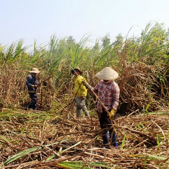 Nông dân Quảng Ngãi chặt bỏ mía vì nhà máy chậm thu mua